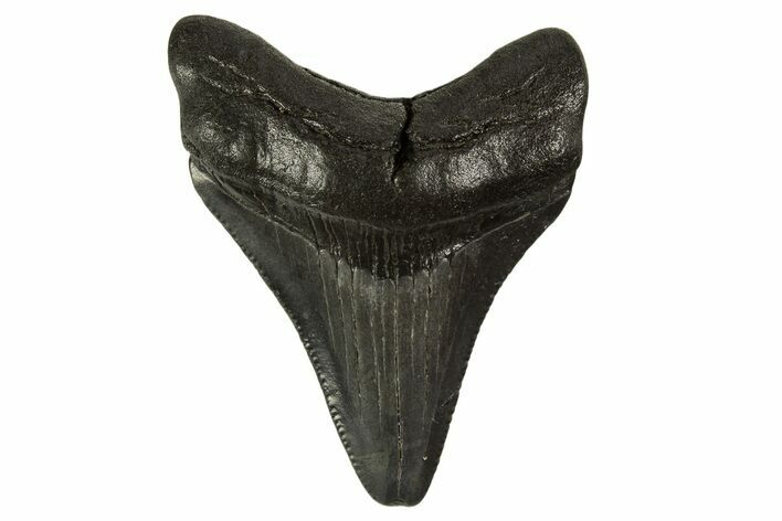 Serrated, Juvenile Megalodon Tooth - South Carolina #332112